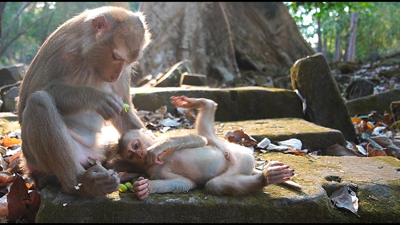 Such A Happy Eating?  Feeding Adorable Baby Monkeys Today