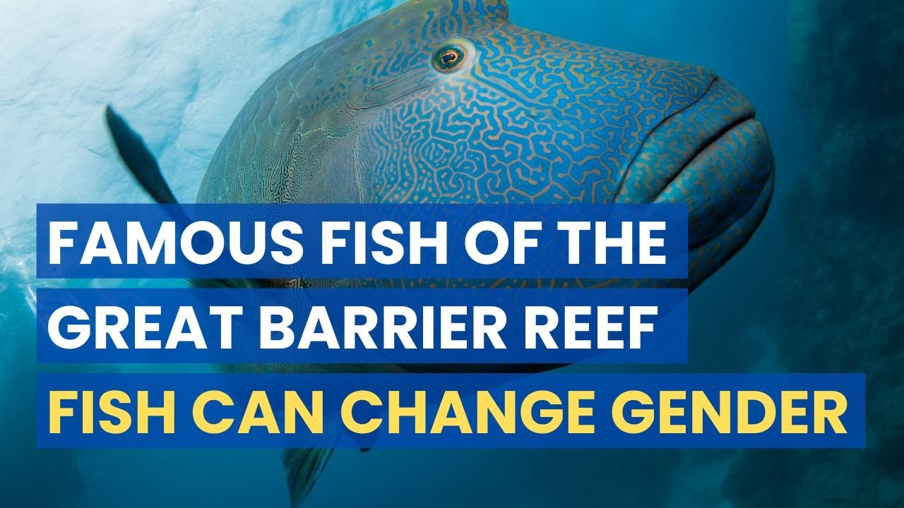 Wally - Humphead Wrasse - Great Barrier Reef Australia Fish