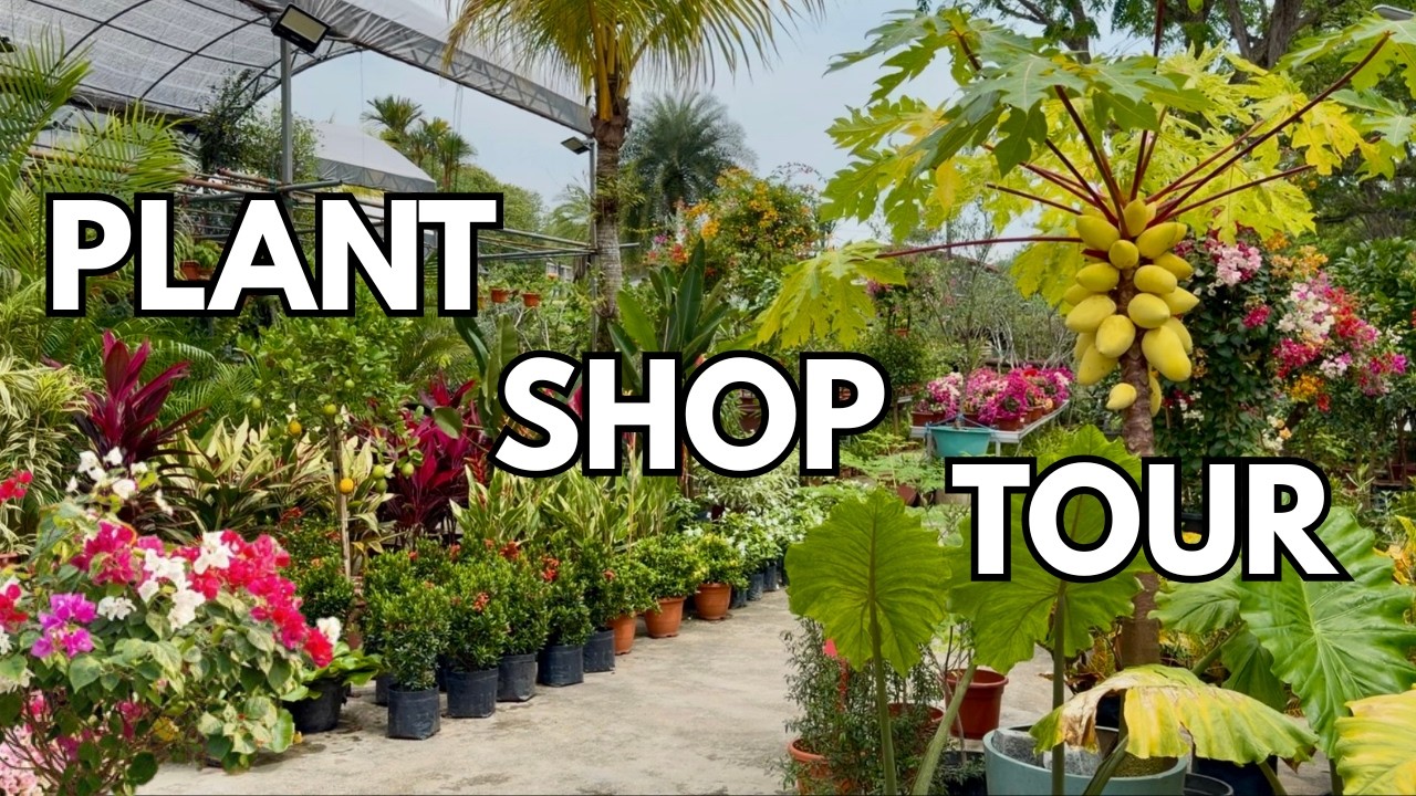 🪴Touring The Most Colorful Plant Shop | A Relaxing Day At The Plant Shop