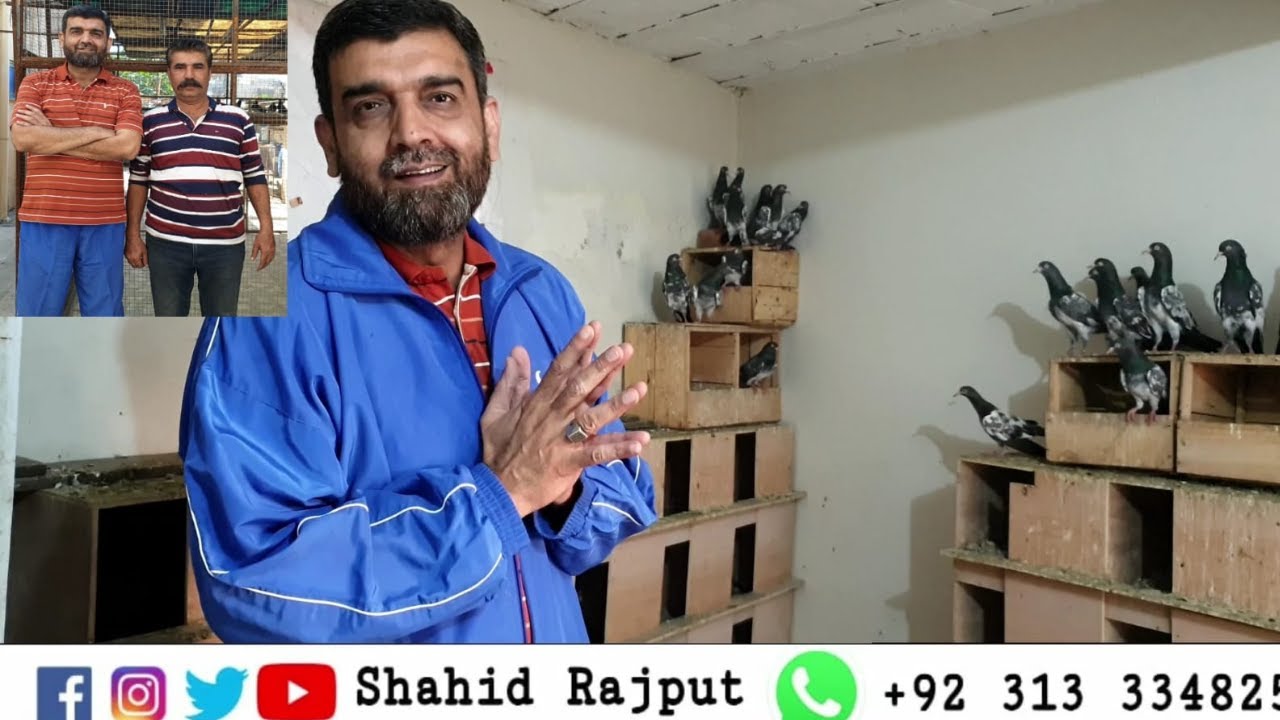 Colonel Ahmed Sahab's Royal Teddy Pigeons Collection | Best Collection of Pigeons of Imran Alam Bhai
