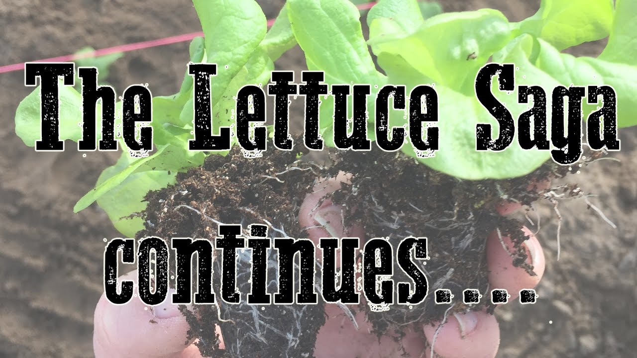 The Lettuce Saga Continues