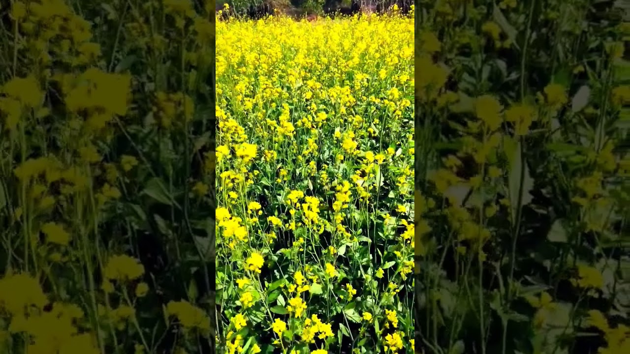 Don't Stress, Just wear A Yellow Dress. #Fascinating_nature.