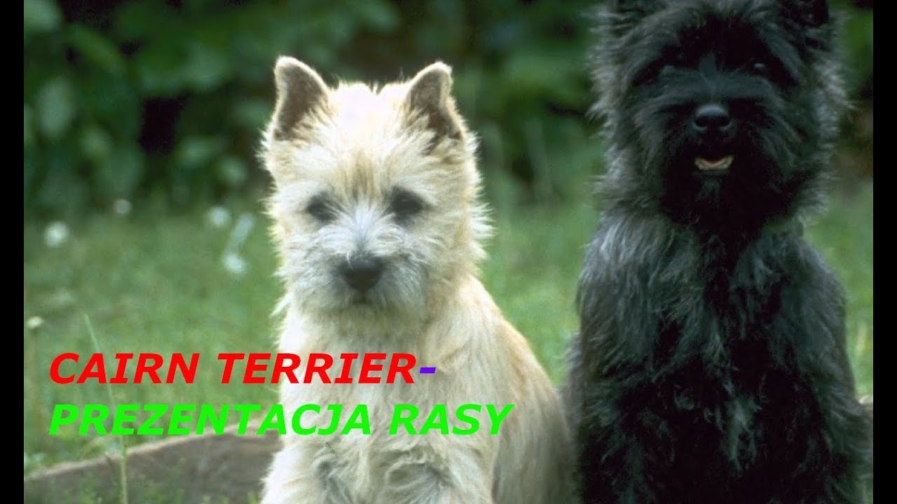 Cairn Terrier - Prezentacja rasy psa| Czworonogi na wizji *pokazuje mojego psa*