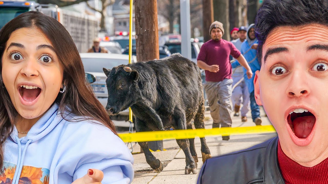 عجول هربانة اول يوم العيد😱😨