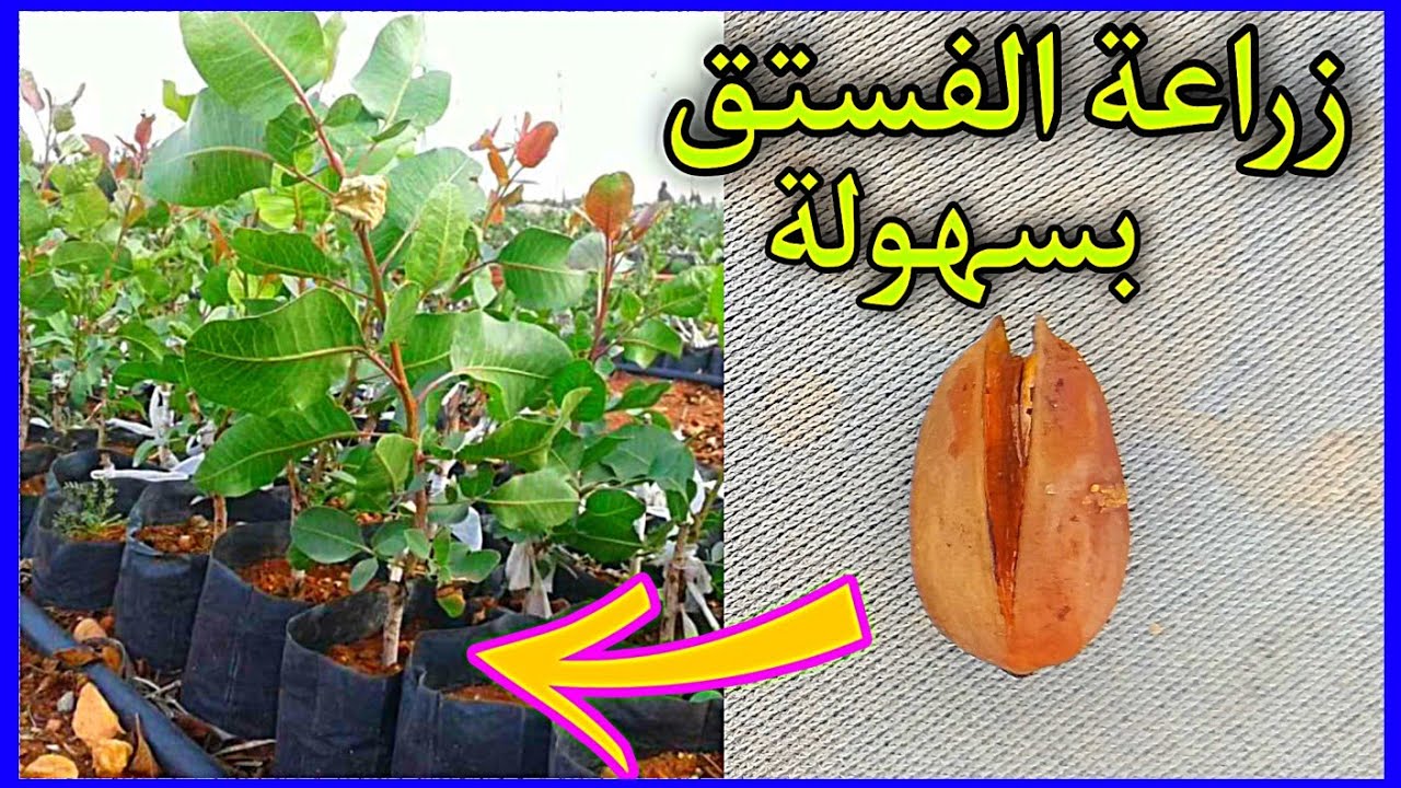 زراعة الفستق الحلبي من البذور | زراعة بذور الفستق الحلبي | زراعة الفستق