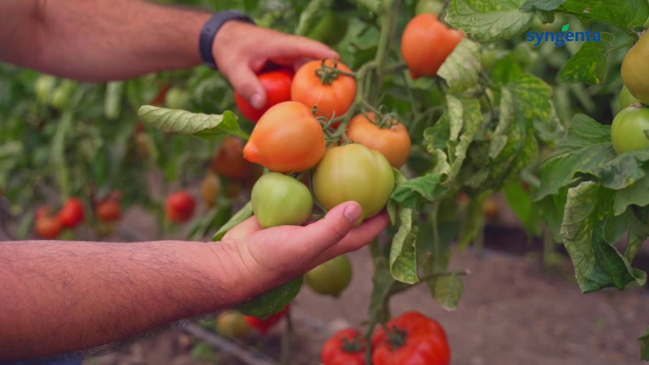 Prezentare tomate cu mucron -  Pekonet F1 - hibrid cu toleranță la virusul petelor de bronz (TSWV)