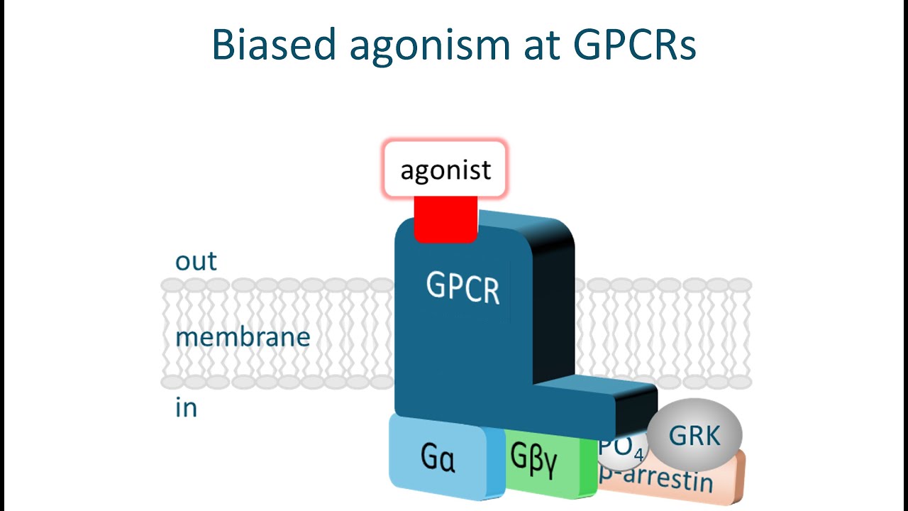 What is a biased agonist in Pharmacology and how does it work?