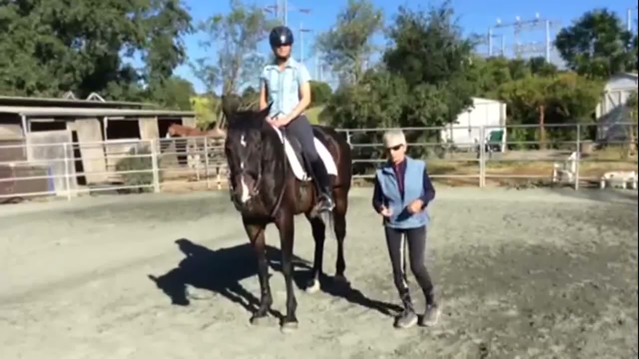 Rider Biomechanics How to Develop Sitting Trot by Posting Well  One