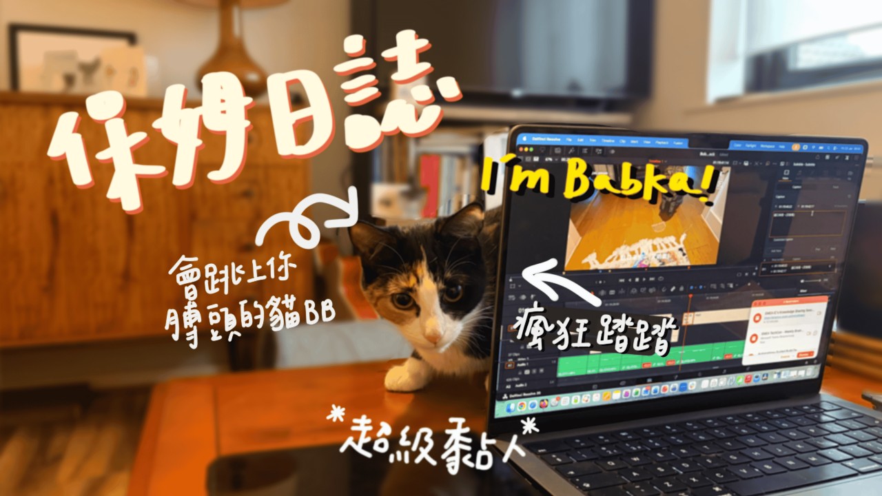 第一次見面就在我身上踏踏呼嚕，還會跳上膊頭的BB貓，太可愛了吧？！！【英國貓保姆日常Cat sitting vlog】