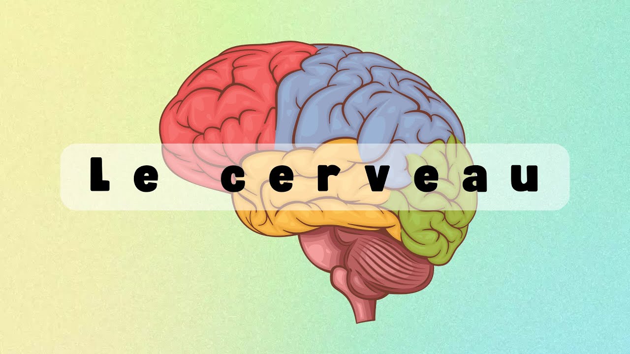 Le Cerveau : Structure, Fonctions et Faits &Eacute;tonnants !