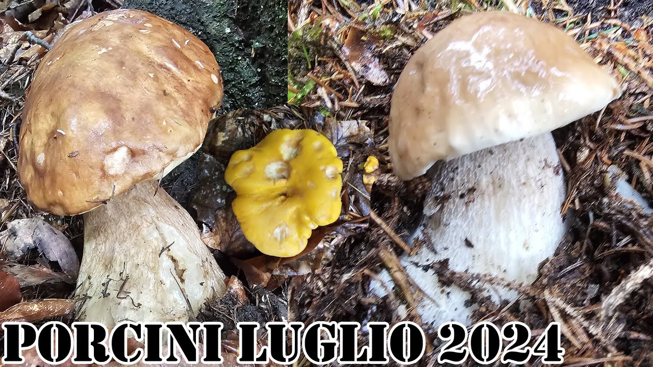 PORCINI 2024 FUNGHI PORCINI ARRIVANO IN TRENTINO