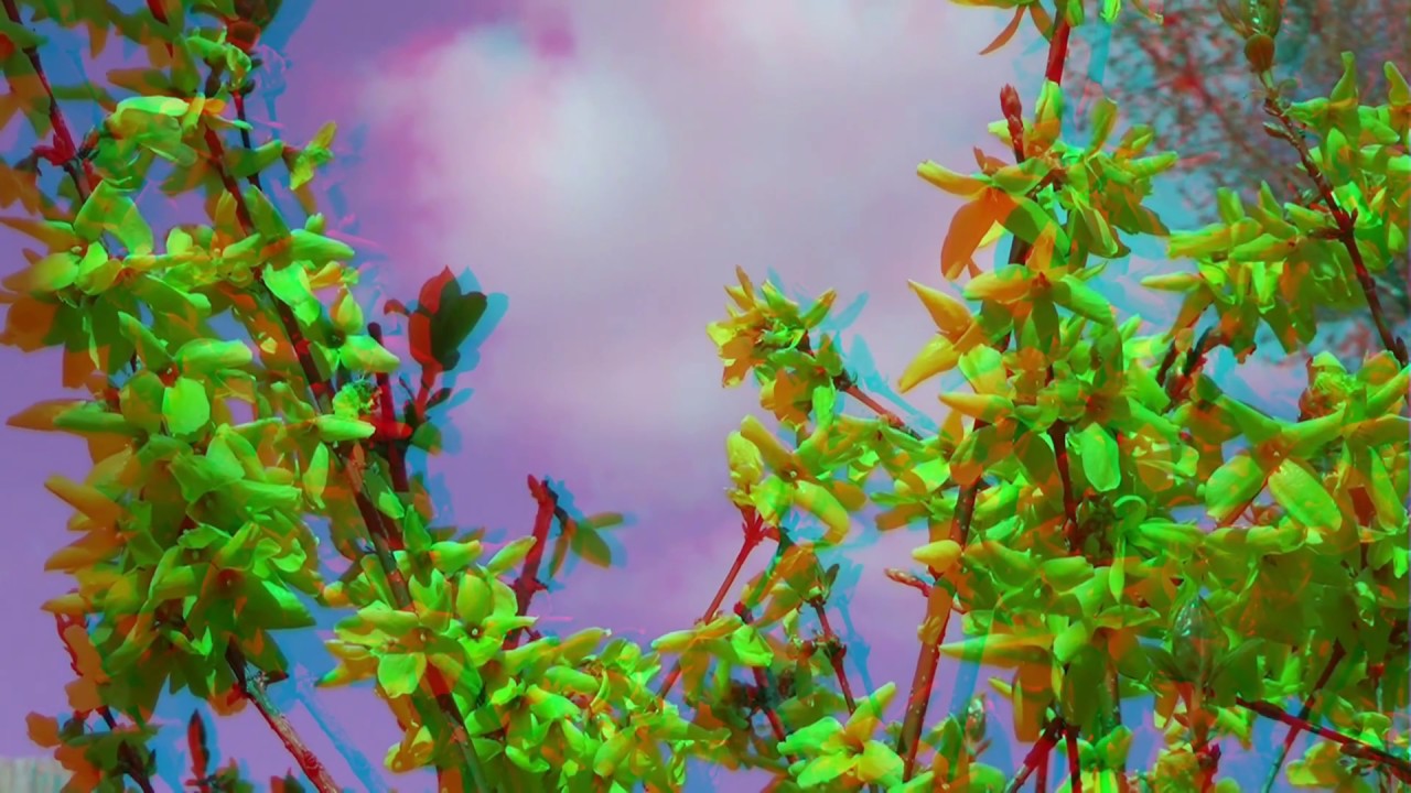 Forsythien 3D anaglyph