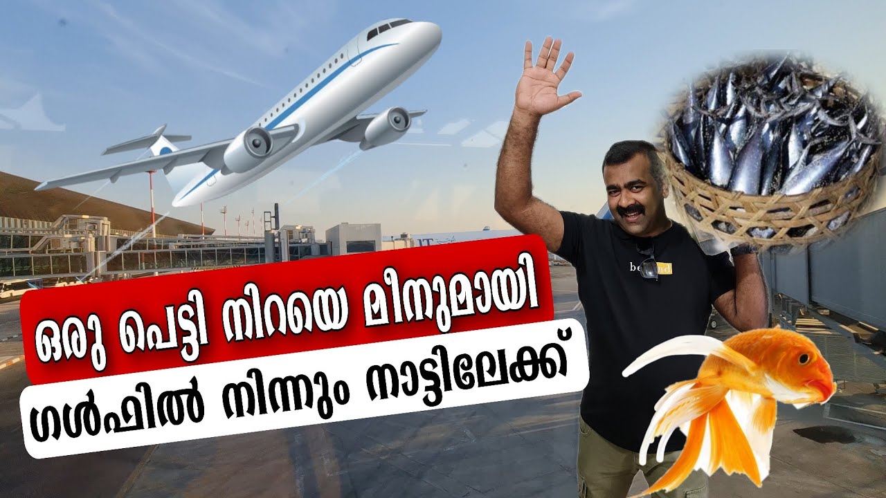 ഗൾഫിൽ നിന്നും നാട്ടിലേക്ക് മീൻ ഇതുപോലെ കൊണ്ടുപോയാൽ കേടാവില്ല 😱 | Fish kuwait to Kerala | lt dreams