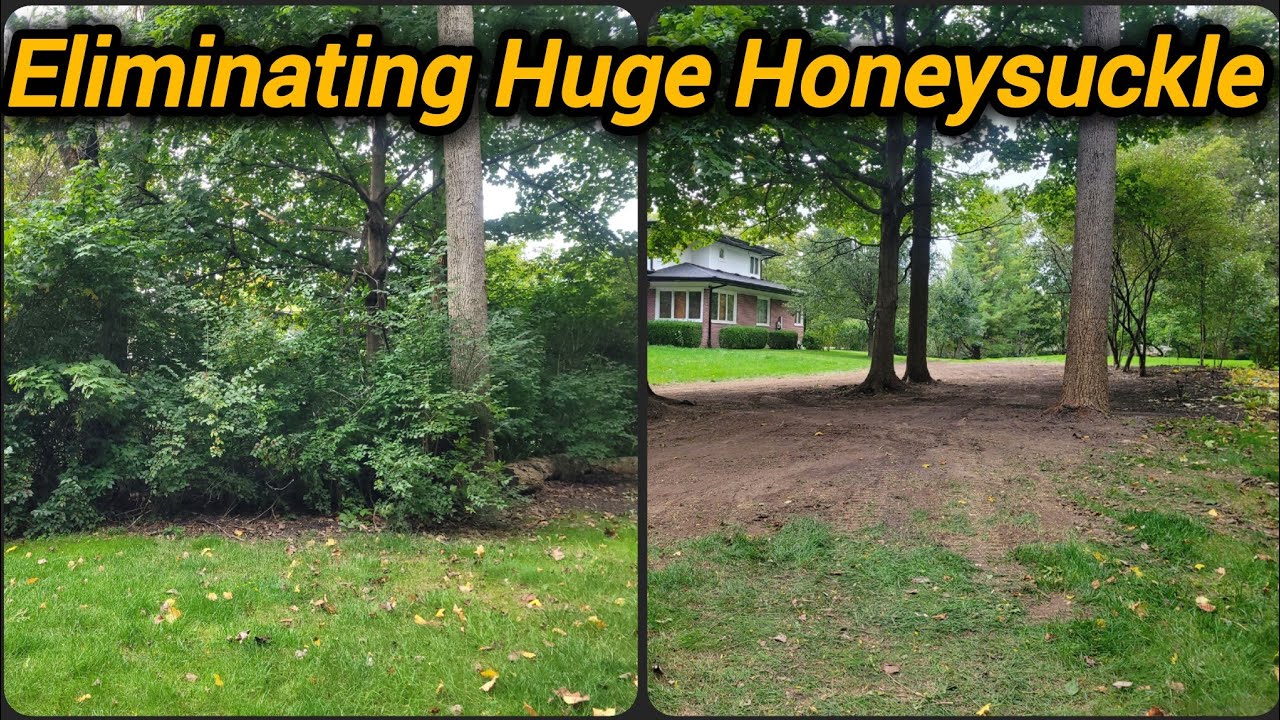 How to Clear Thick Brush & Honeysuckle Fast (Indianapolis, IN)