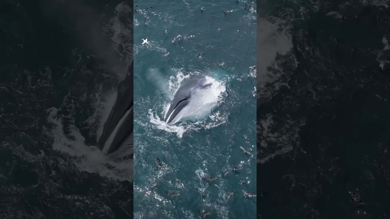 Spring scenes on the Hauraki Gulf, it’s magic out there… 