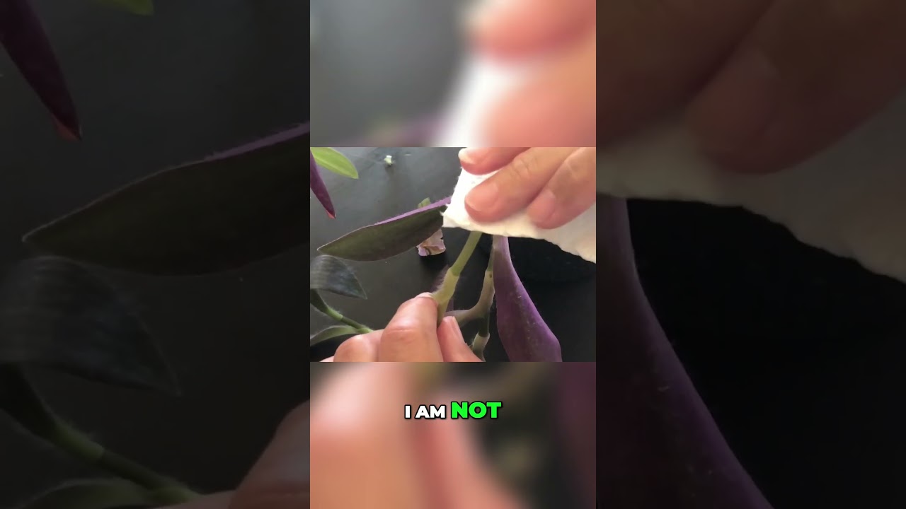 Tips to handle Plants Sap! ✋🌱