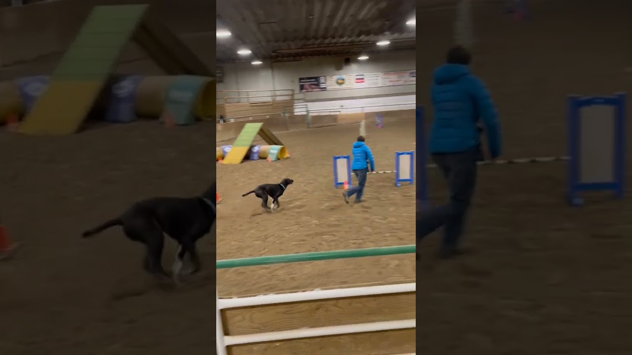 Agility Practice obstacles close proximity