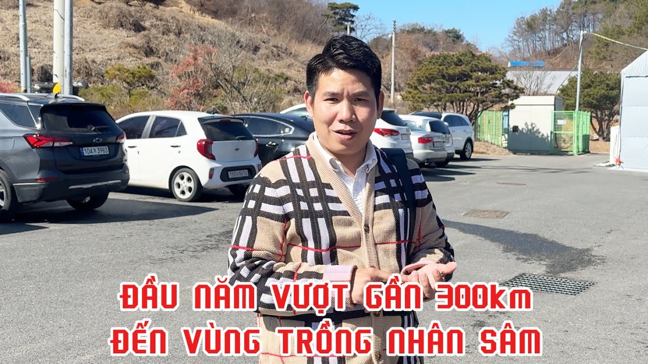 Đầu năm vượt gần 300km đến vùng trồng sâm để test chất lượng hồng sâm | Thi Hàn Quốc 