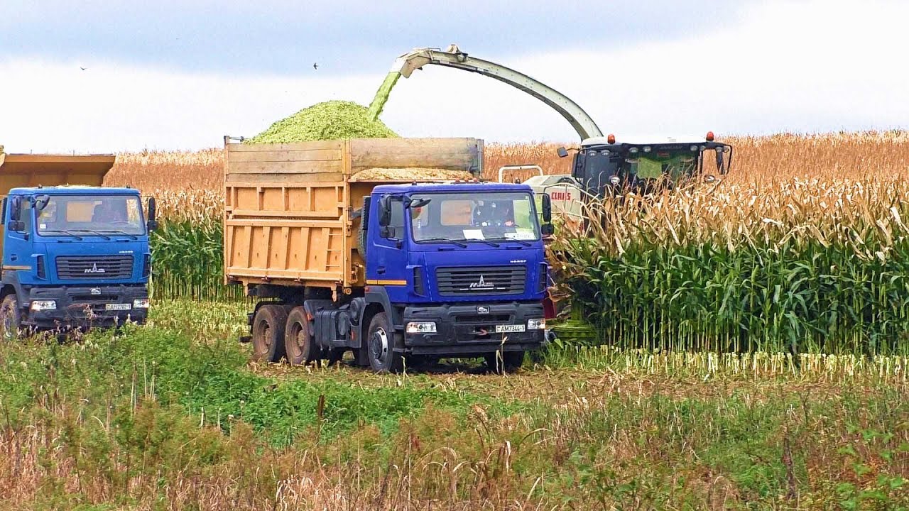 Уборка кукурузы.  CLAAS Jaguar 870