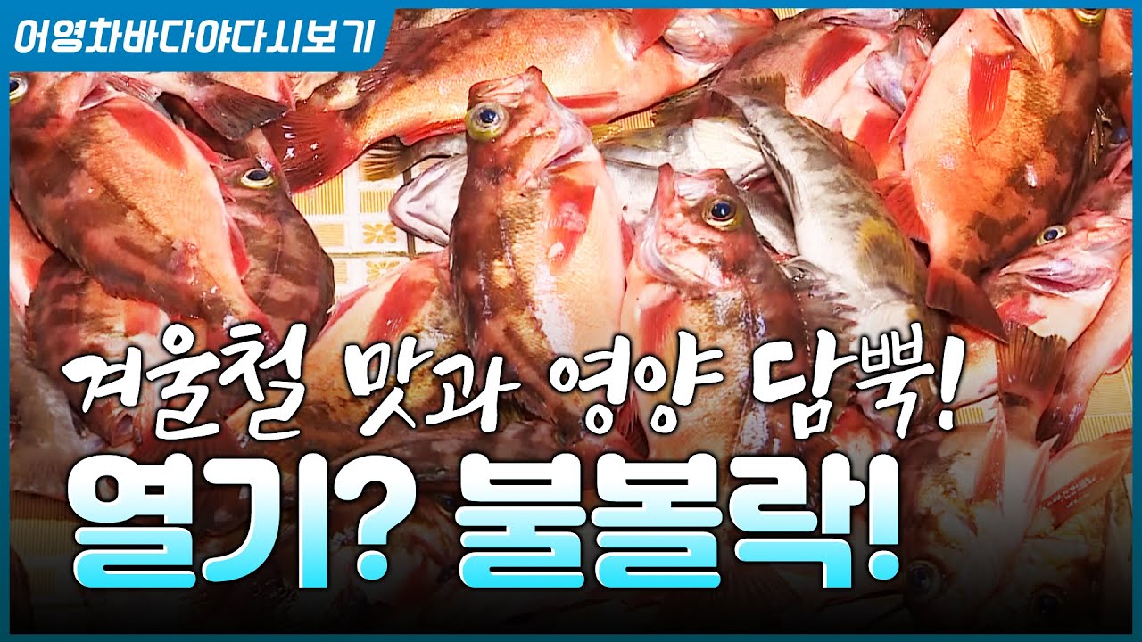 겨울철 홍도 앞바다에서는 이 생선! 열기? 불볼락! #열기 #바다 #생선 #불볼락 #홍도 #제철생선