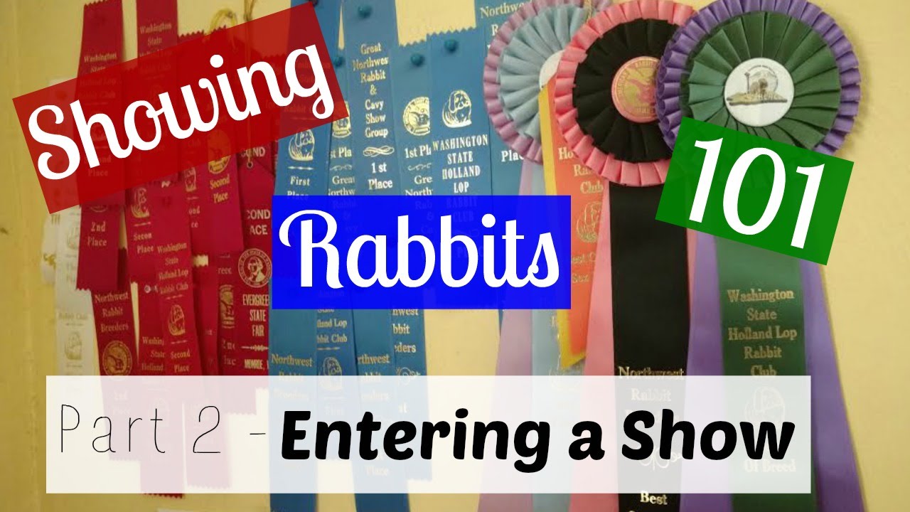 How to Enter a Rabbit Show | Showing Rabbits 101 Pt. 2