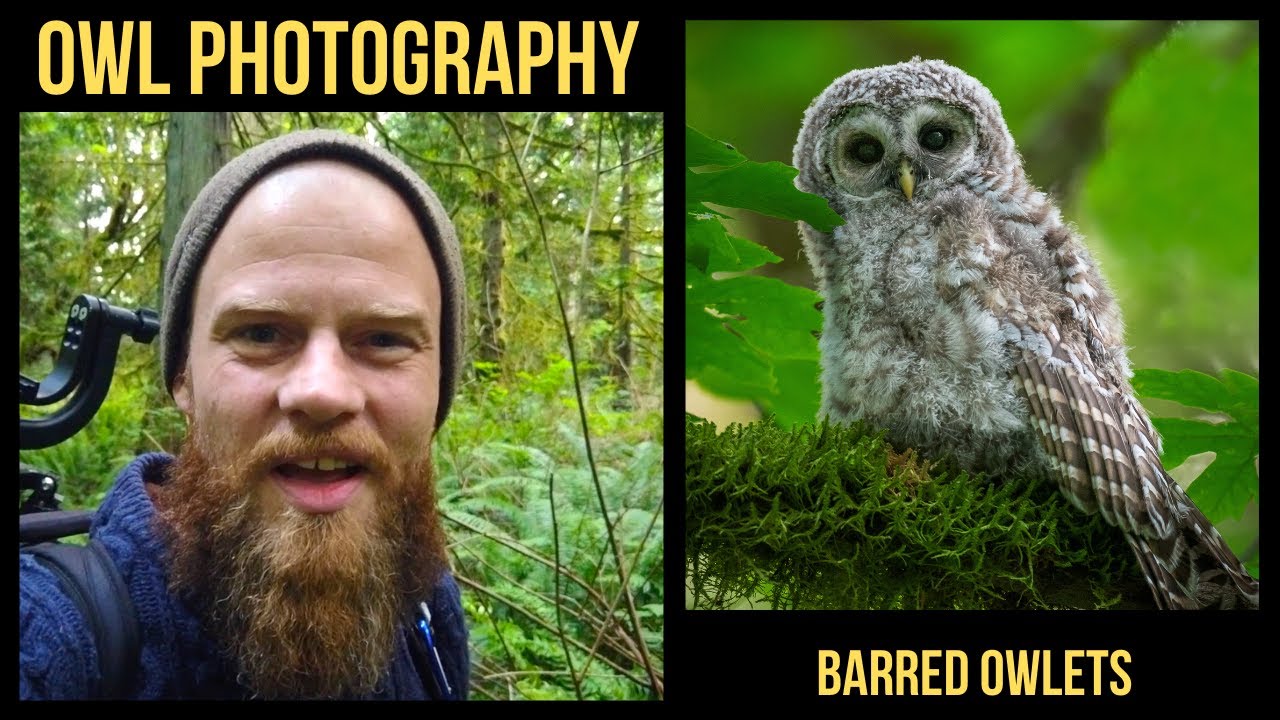 Owl Photography - Photographing Barred Owlets in the Forest (British Columbia 2020)