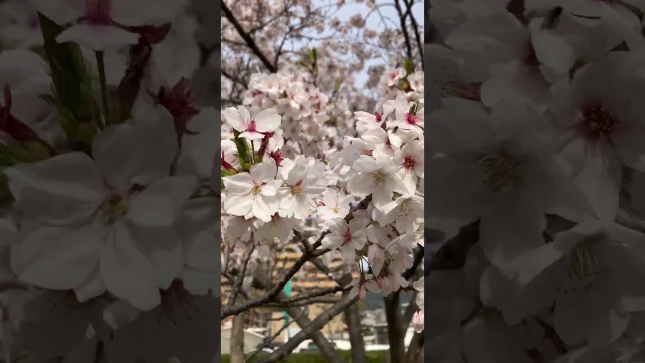 #桜祭り