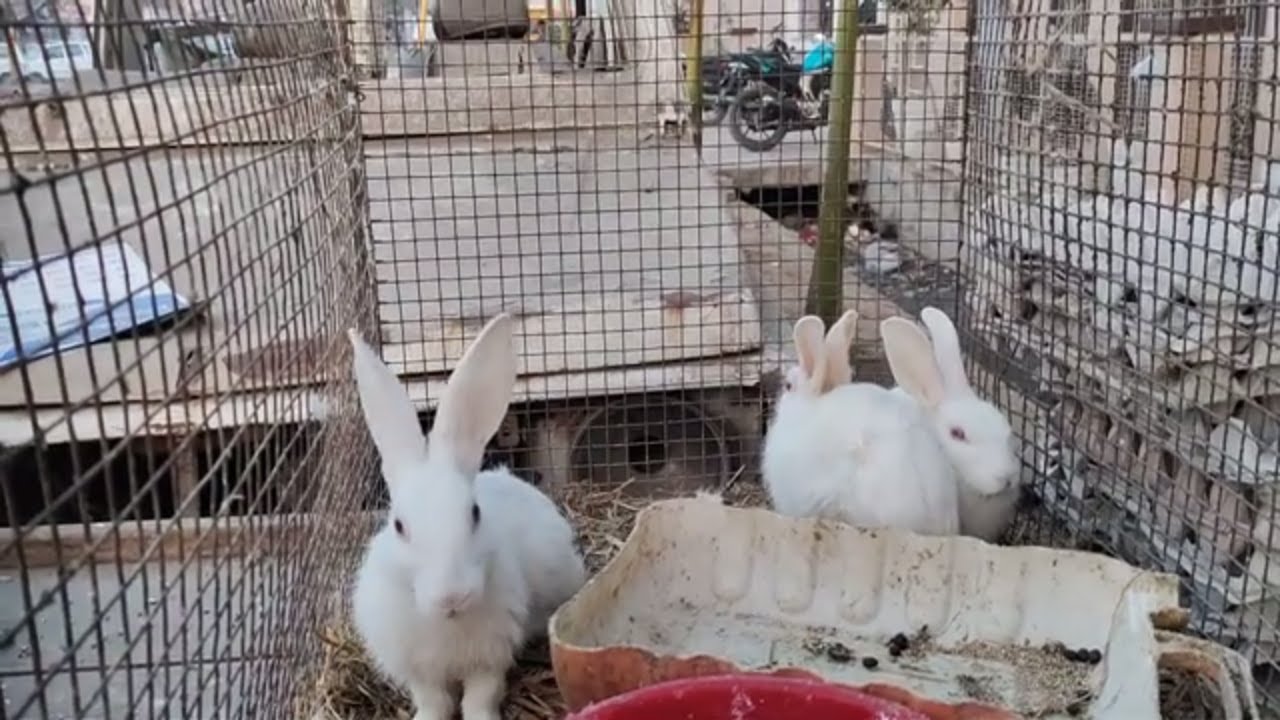 Rabbit Wholesale Market  - Rabbit Wholesale Market In Old Delhi  - Rabbit Buy Online