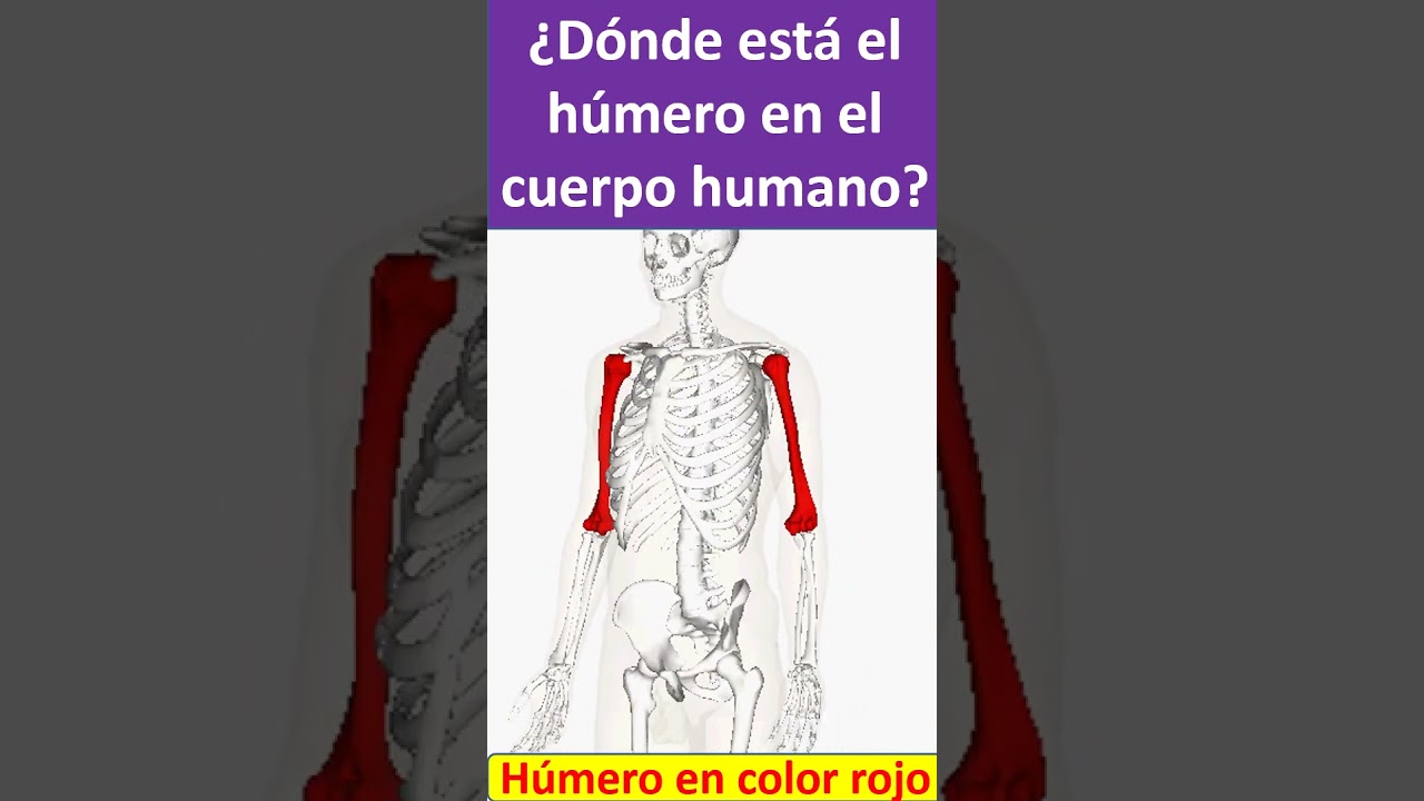 Donde esta el humero