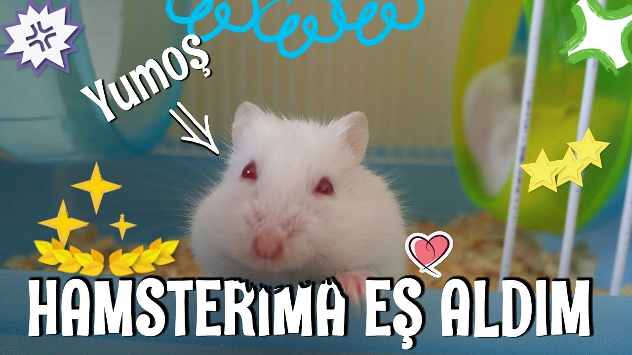 HAMSTERIMA EŞ ALDIM :) | SAFTİRİK İLE İLK KARŞILAŞMALARI