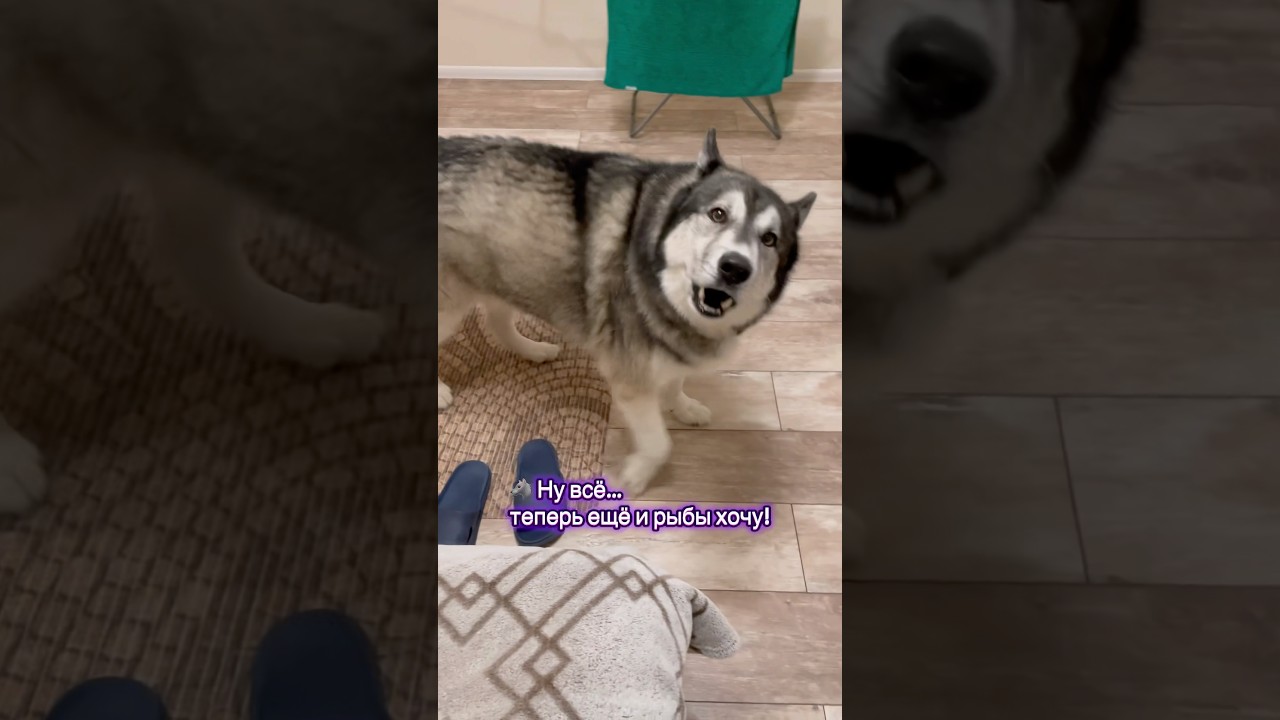 Арчик решил диктовать условия 🐺