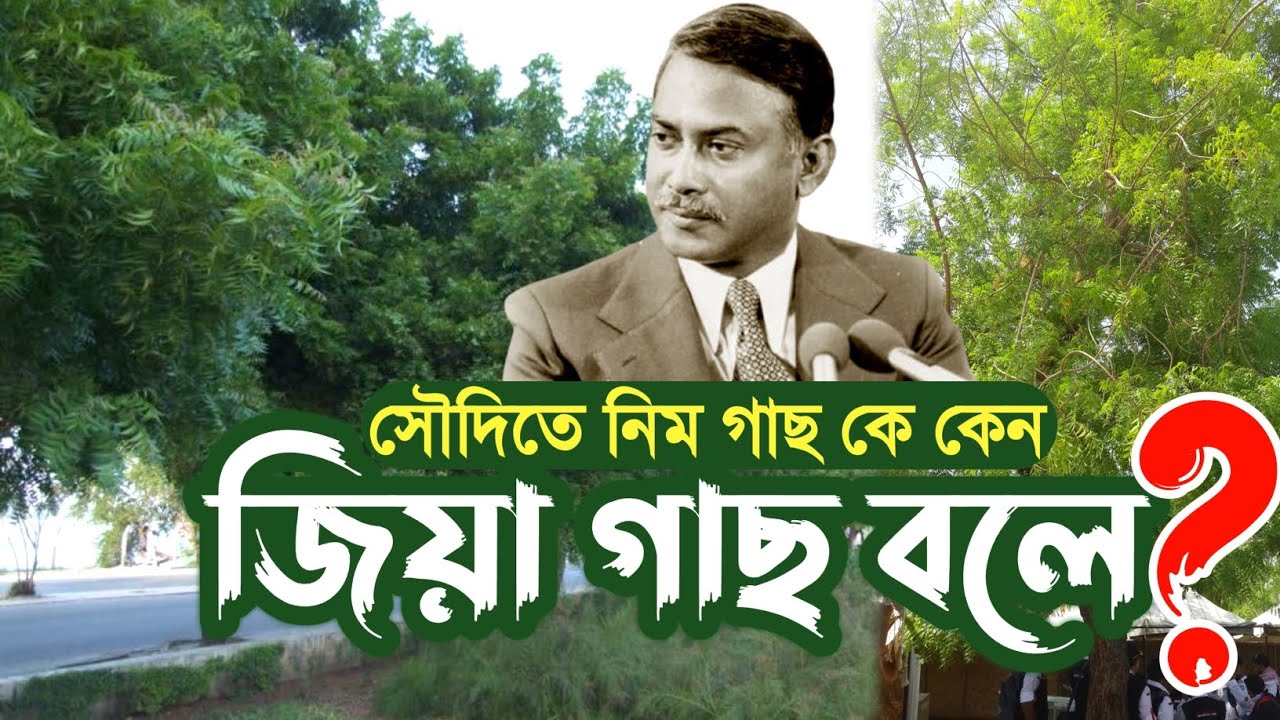 Zia Tree in Saudi Arabia | সৌদি আরবে নিম গাছের নাম কেন জিয়া গাছ?