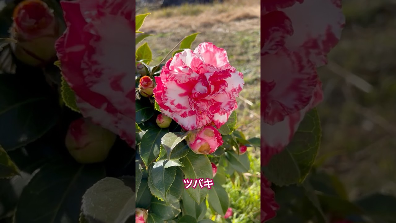 【ツバキ】のお花が精霊となって和室に登場～お茶と生け花を～ 