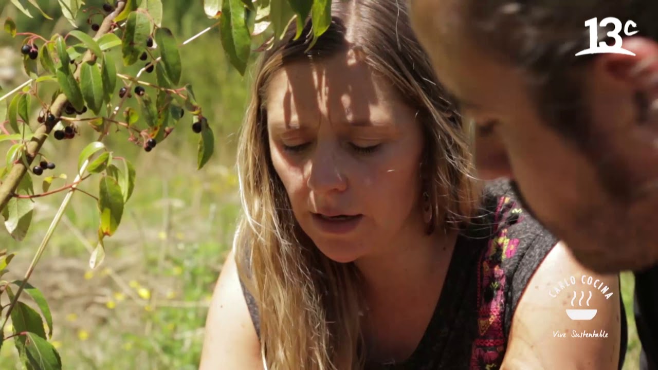 Domesticando el maqui en Los Ríos | Carlo Cocina