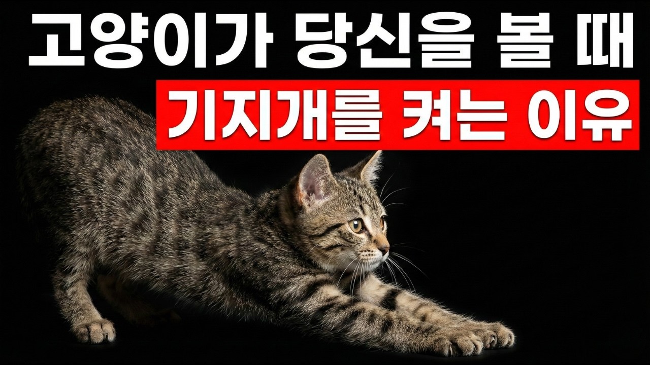왜 고양이는 당신을 보면 기지개를 켤까? (과학으로 설명합니다!)