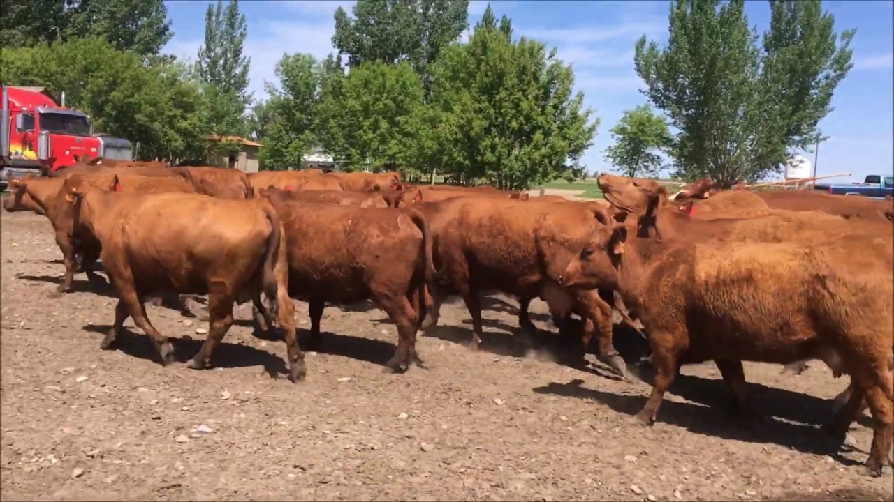 We just keeping hauling cows to pasture
