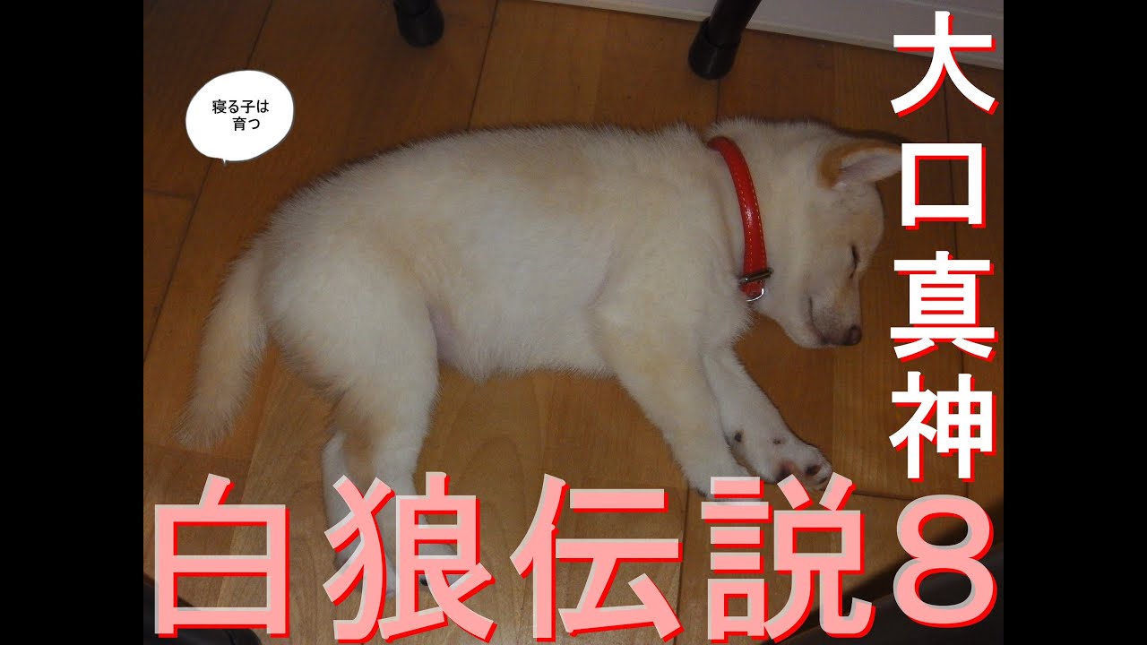 白狼伝説８【Legend of The White Wolf】白柴の子犬として生まれた「白狼はな」の物語