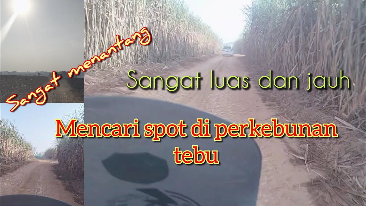 spot perkebunan tebu 