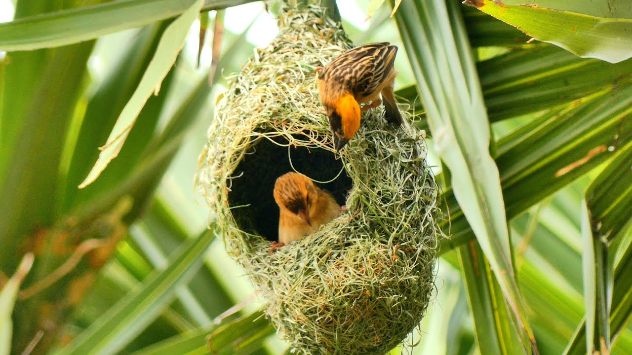 Find  Nest Of Bird Near River Lake Four Baby in Nest II