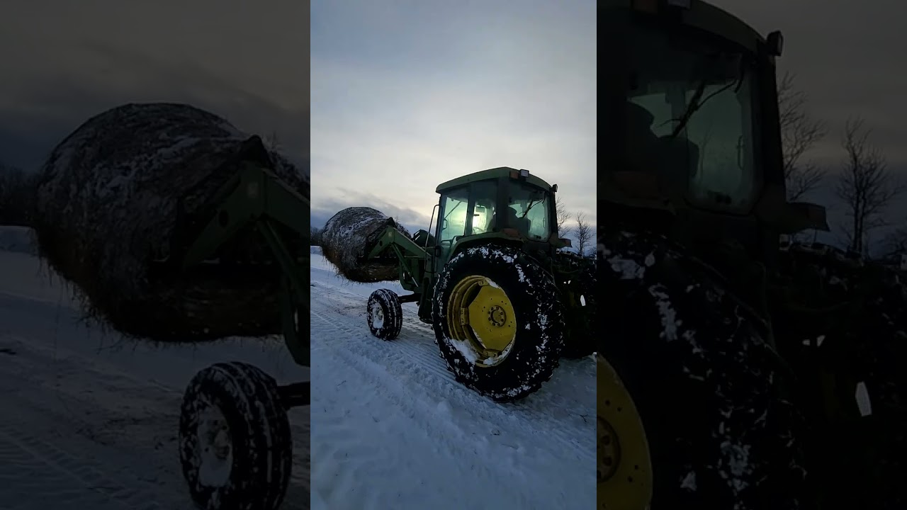 FARMER ALWAYS Feed COWs 