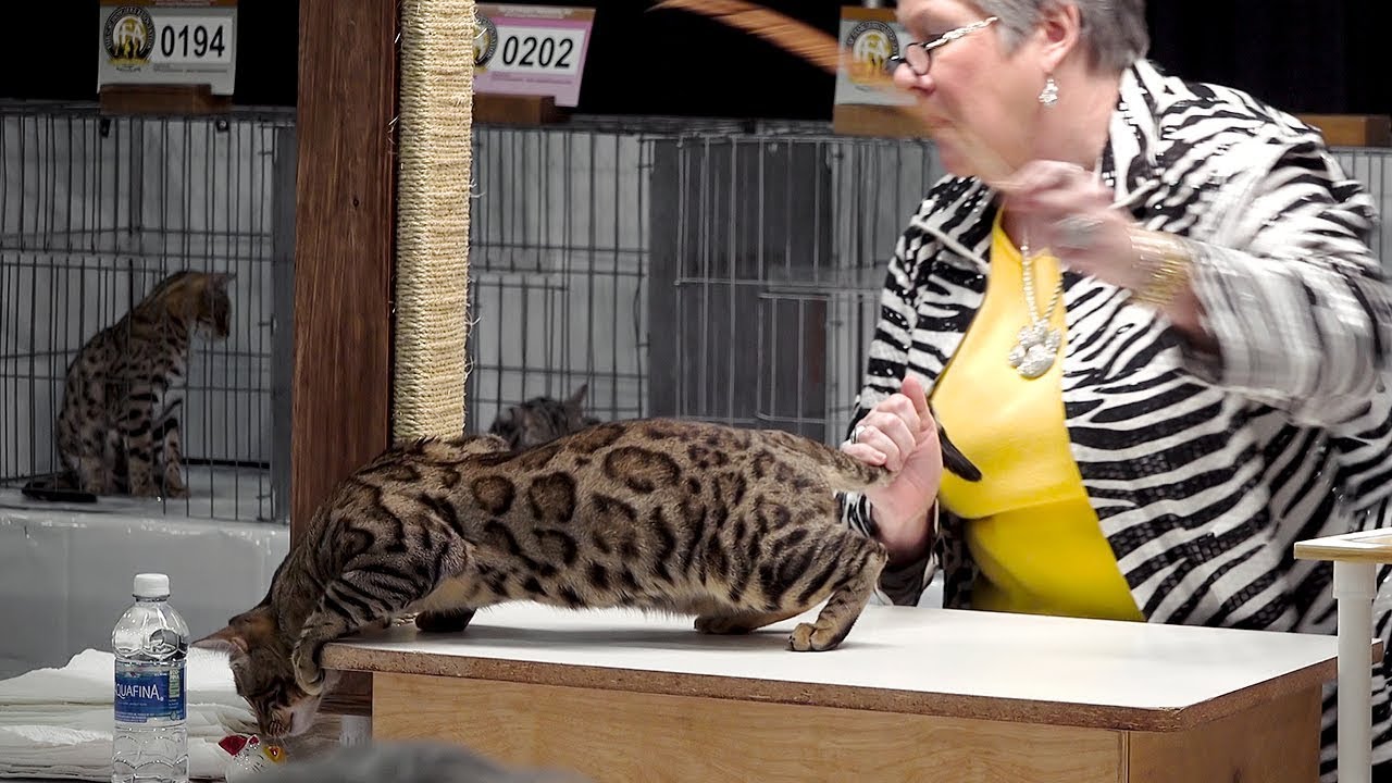 CFA International Cat Show 2017 - Bengals!