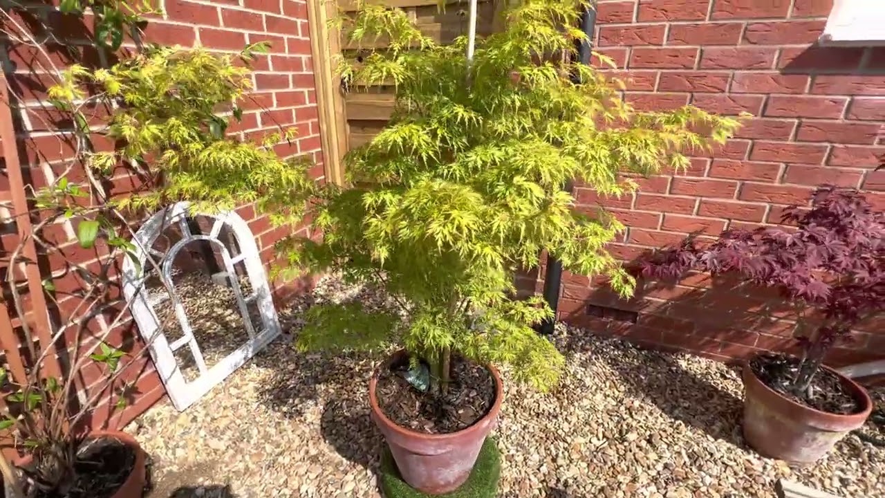 Sun tolerant Maples, Seiryu a beautiful fast growing tree that grows tall but with dissected leaves