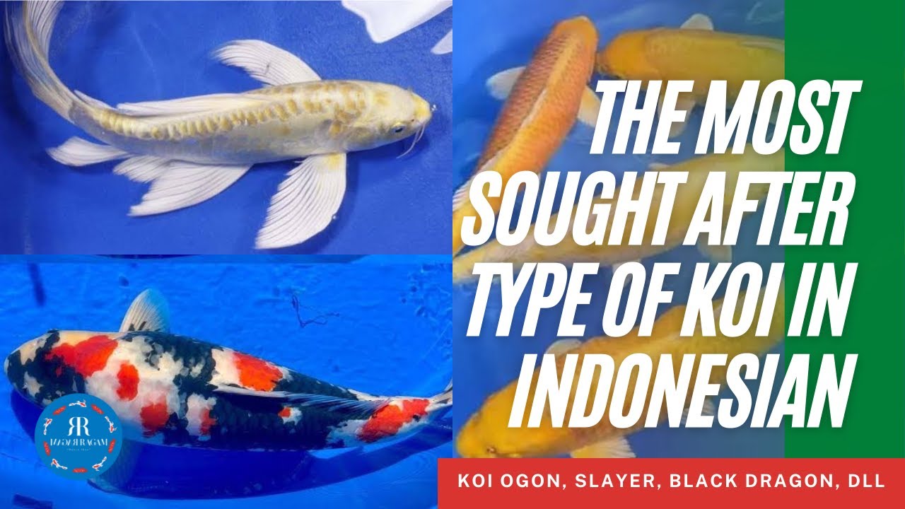 THE MOST SOUGHT AFTER TYPE OF KOI IN INDONESIAN