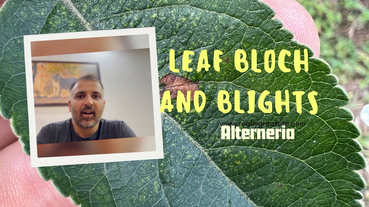 Leaf bloch | Alterneria control |