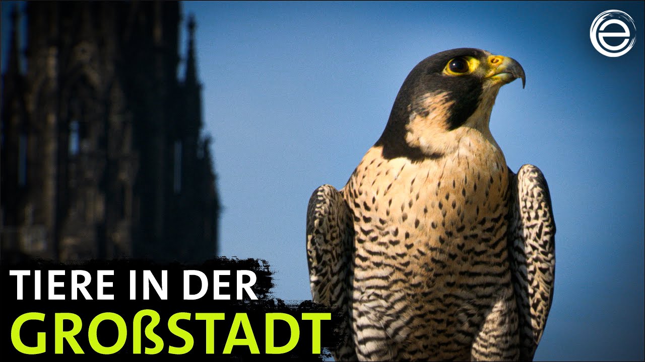 Wildes Hamburg ‒ Tiere in der Stadt | Erlebnis Erde