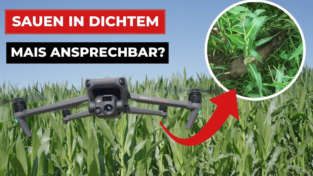 Achtung, SAUEN im dichten Mais ansprechbar? DJI Mavic 3T sieht alles!