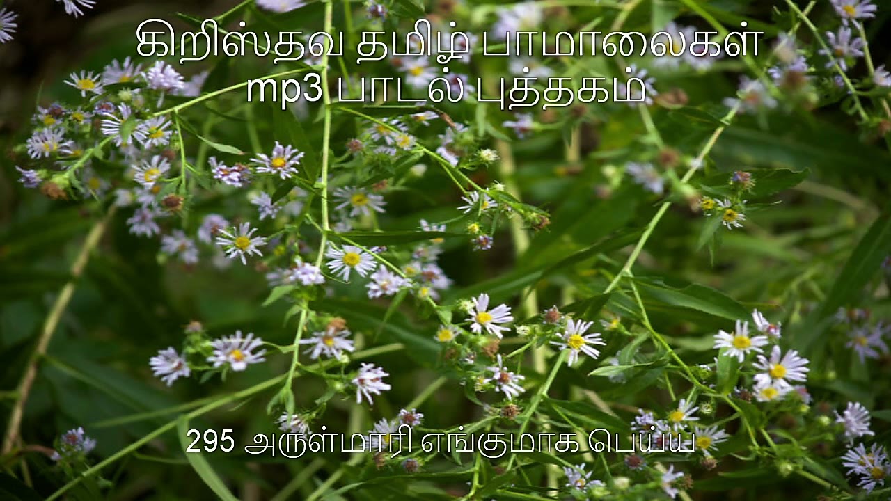 295 அருள்மாரி எங்குமாக