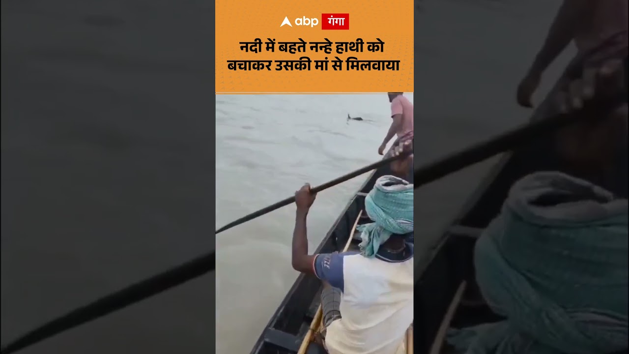 Viral Video: नदी में बहते नन्हे हाथी को बचाकर उसकी मां से मिलवाया | ABP GANGA