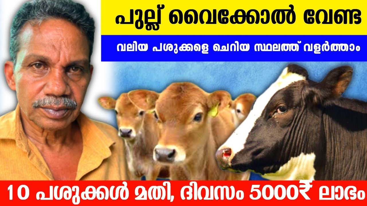ദിവസം 5000 രൂപ വരുമാനം കിട്ടും, 10 പശു മതി ജീവിക്കാൻ, ചെറിയ സ്ഥലത്ത് വലിയ ഫാം.