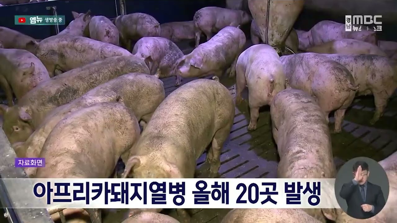 아프리카돼지열병*조류 AI 확산..방역 강화해야(2026.2.25/뉴스데스크/MBC경남)